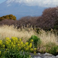 SH=入選　山麓の春 池永清文